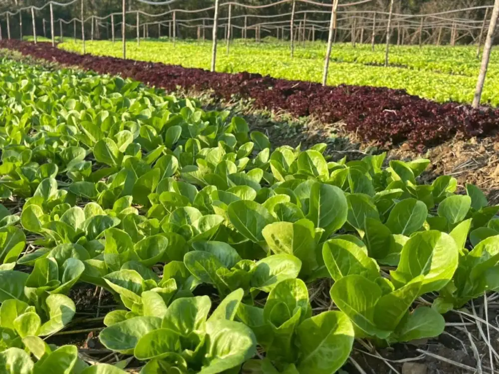 A Farm-to-Table Journey at Roukh Cuisine, Roukh Kiri Khaoyai - The Centara Collection