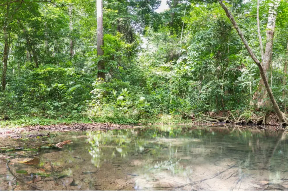 ไม่มีป่า ไม่มีน้ำ 