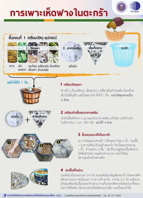 วว. แนะเพาะเห็ดฟางในตะกร้า รับประทานในครัวเรือน เสริมรายได้มั่นคง