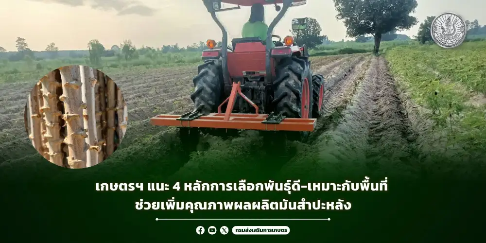เกษตรฯ แนะ 4 หลักการเลือกพันธุ์ดี-เหมาะกับพื้นที่ ช่วยเพิ่มคุณภาพผลผลิตมันสำปะหลัง