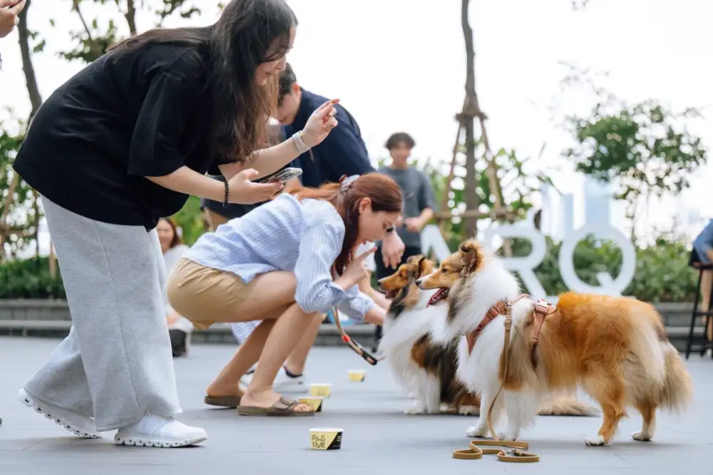 More Than a Space, It's a Feel-Good Moment! The PARQ Brings Together Sheltie Family at 