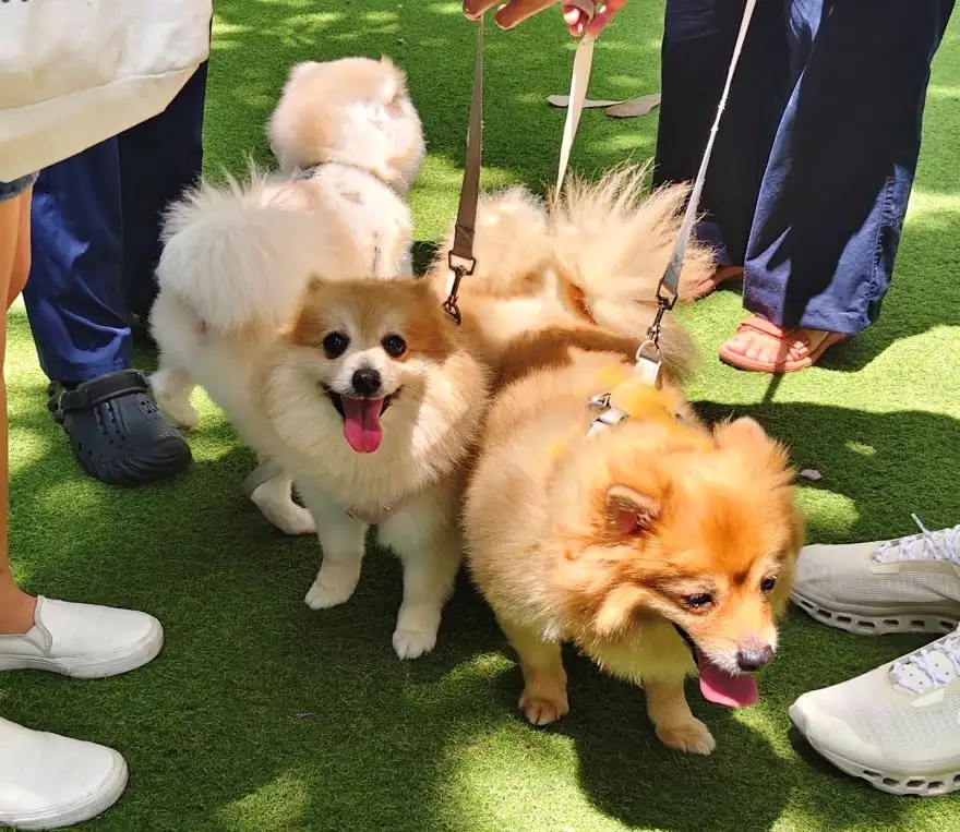 กทม. ชวนจดทะเบียน-ฉีดฝังไมโครชิปสัตว์เลี้ยง จองผ่าน Traffy Fondue ได้แล้ววันนี้