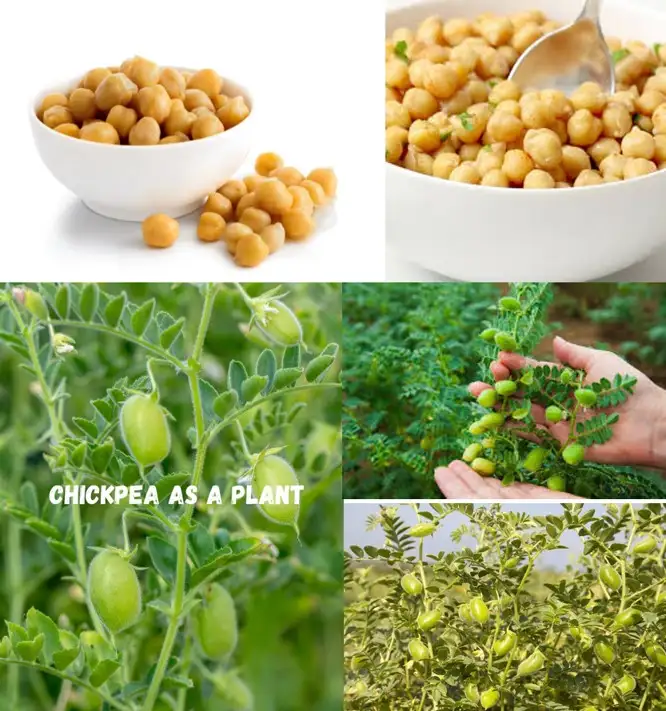 วว. พัฒนา 