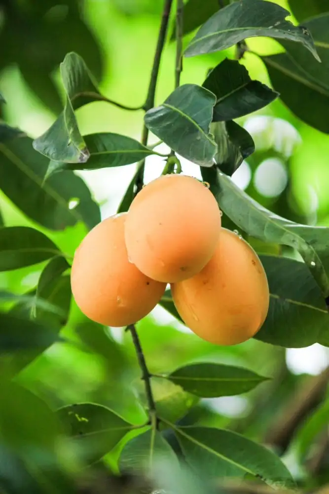 กรมทรัพย์สินทางปัญญา ผนึกกำลังร้าน Blue by Alain Ducasse เสิร์ฟเมนูสุดพิเศษ 