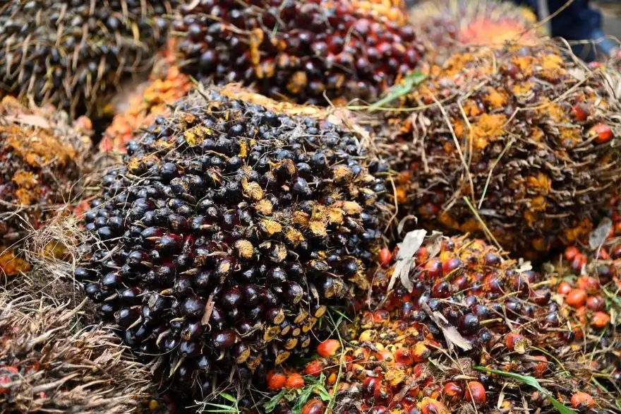 พาณิชย์ คุมเข้มหลังสงกรานต์!! ลุยเช็กลานเท-โรงสกัด ปิดช่องกดราคารับซื้อ