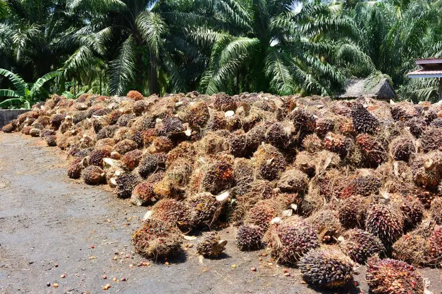 พาณิชย์ คุมเข้มหลังสงกรานต์!! ลุยเช็กลานเท-โรงสกัด ปิดช่องกดราคารับซื้อ