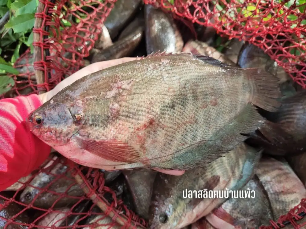 กรมทรัพย์สินทางปัญญาประกาศขึ้นทะเบียน 