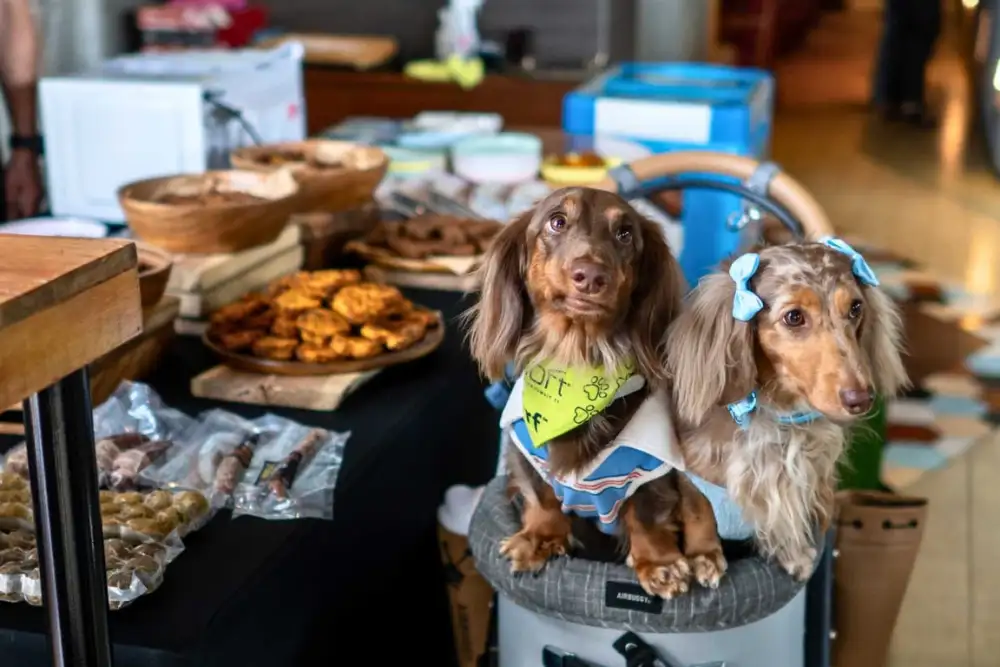 Animal Are Fun at Aloft Bangkok Sukhumvit 11 brings you Sunday Brunch & Bark  where dogs brunch for free and tails never stop wagging.
