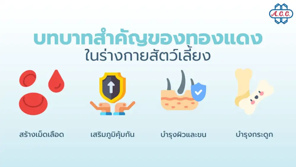 เจาะลึก 'ทองแดง' แร่ธาตุลับในอาหารสัตว์เลี้ยง กุญแจสำคัญสู่สุขภาพที่ดีและข้อควรระวังเฉพาะสายพันธุ์