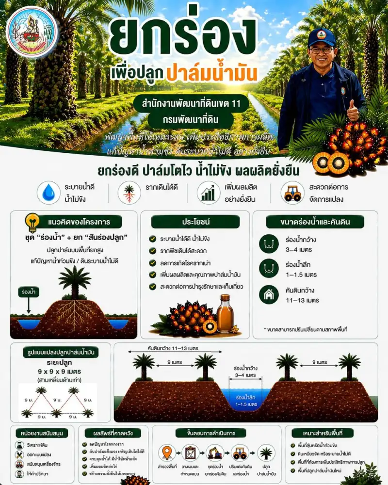 กรมพัฒนาที่ดิน แนะปลูกปาล์มให้ปัง! ด้วยเทคนิค 
