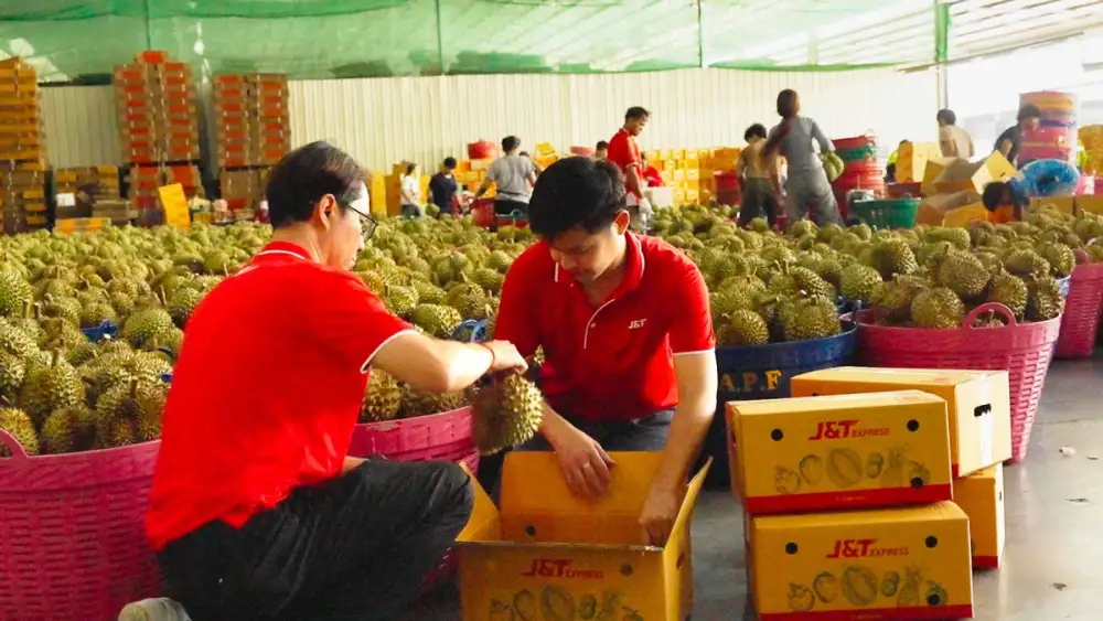 Durian Shipment Volume Surges 60%: J&T Express Strengthens Logistics Operations for Peak Season