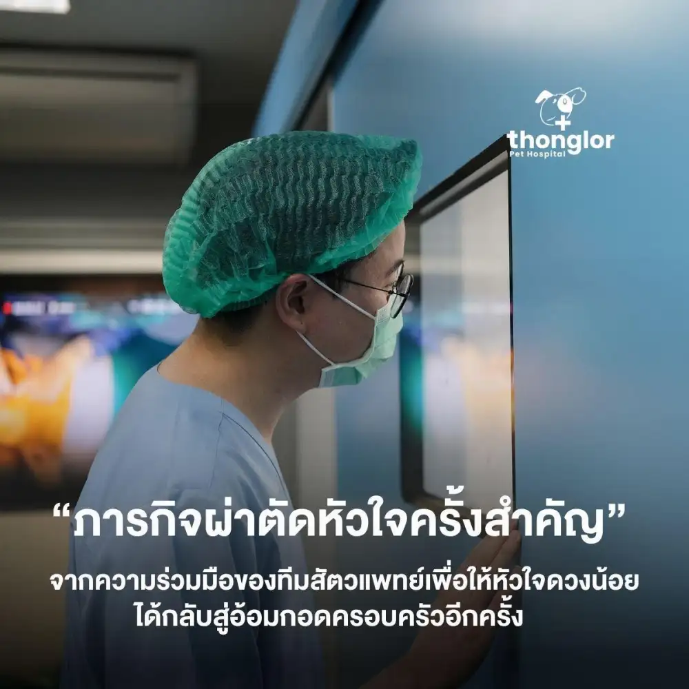 รพ.สัตว์ทองหล่อ สร้างปรากฏการณ์ปาฏิหาริย์ทางการแพทย์! ระดมทีมสัตวแพทย์ระดับท็อปกว่า 10 ชีวิต ผ่าตัดหัวใจช่วยชีวิตลูกสุนัขโกลเด้นวัย 2 เดือน