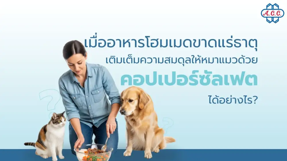 เตือนคนรักสัตว์ เลี้ยงหมาแมวด้วยอาหารโฮมเมด เสี่ยงขาดแร่ธาตุทองแดง แนะเสริมด้วยคอปเปอร์ซัลเฟตอย่างปลอดภัย