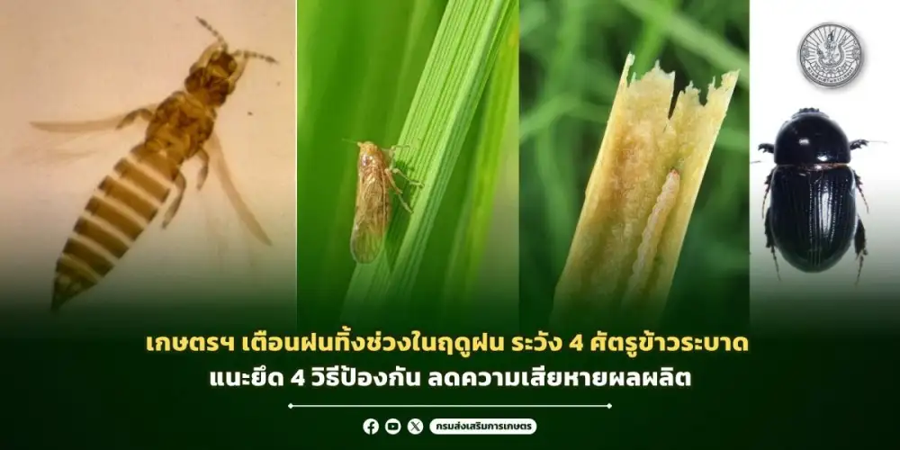 เกษตรฯ เตือนฝนทิ้งช่วงในฤดูฝน ระวัง 4 ศัตรูข้าวระบาด แนะยึด 4 วิธีป้องกัน ลดความเสียหายผลผลิต