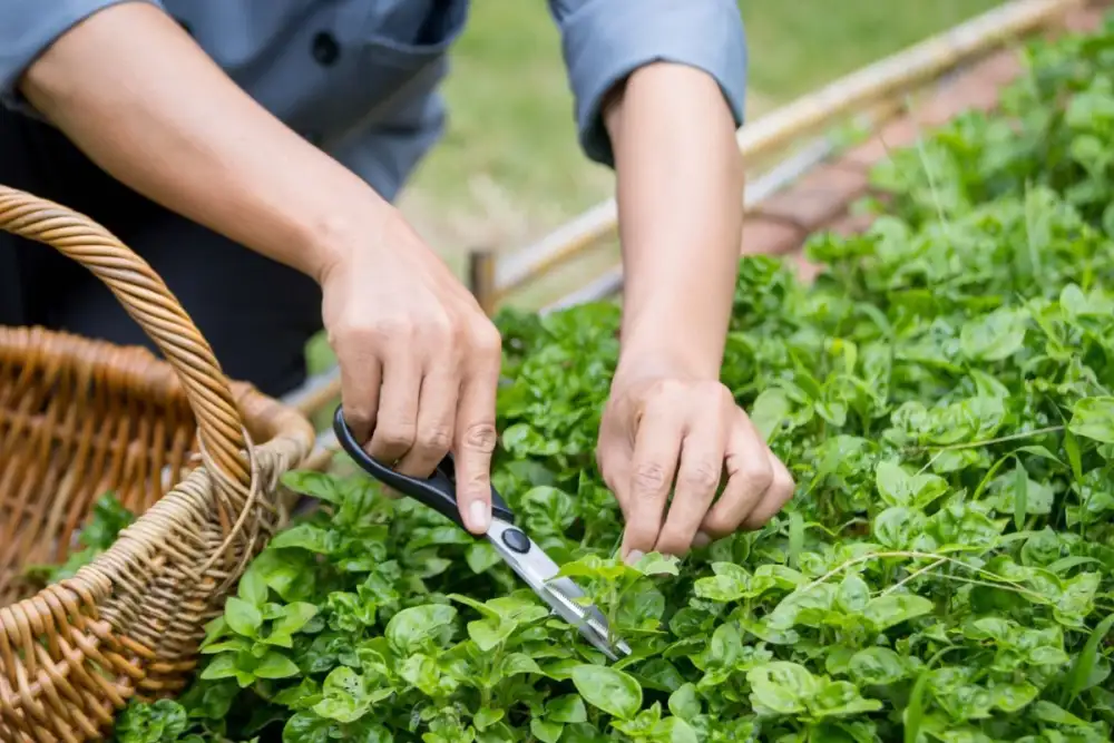 The Art of Farm-to-Table Dining at Roukh Cuisine, Roukh Kiri Khaoyai - The Centara Collection