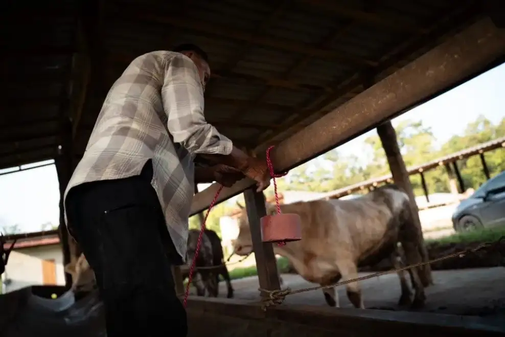 Happy Cows, Higher Income for Farmers with