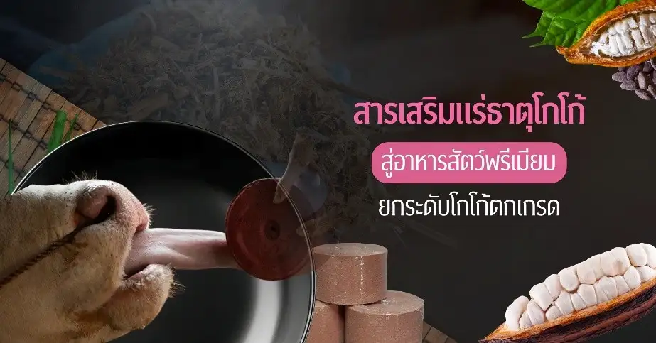 จุฬาฯ ชูนวัตกรรมอาหารสัตว์จากโกโก้ตกเกรด ดันโคขุนพรีเมียม ลดก๊าซเรือนกระจก