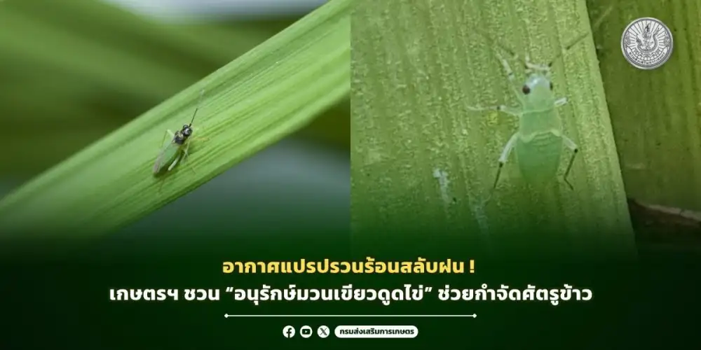 อากาศแปรปรวนร้อนสลับฝน! เกษตรฯ ชวน
