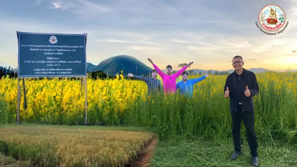 กรมพัฒนาที่ดิน พลิกฟื้นนาประจวบฯ ด้วยเกษตรแม่นยำและเทคโนโลยีจัดการดิน ผลิตข้าวหอมมะลิ 105 คุณภาพ เพิ่มรายได้เกษตรกร