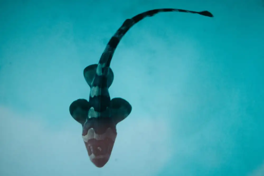 JW Marriott Khao Lak Resort & Spa Marks International Shark Awareness Day with Landmark 70th Bamboo Shark Release