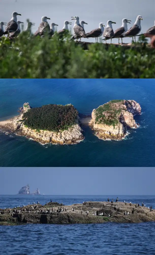 ถิ่นอาศัยของนกอพยพหมู่เกาะฉางซาน เมืองต้าเหลียน ขึ้นแท่นแหล่งมรดกโลกทางธรรมชาติ