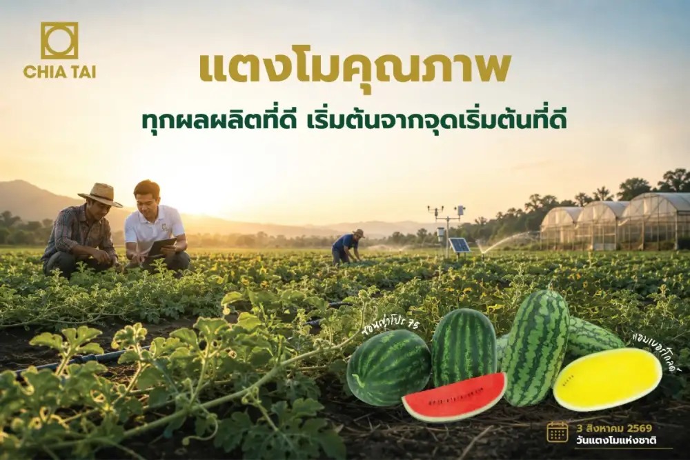 เจียไต๋ชูแนวคิด