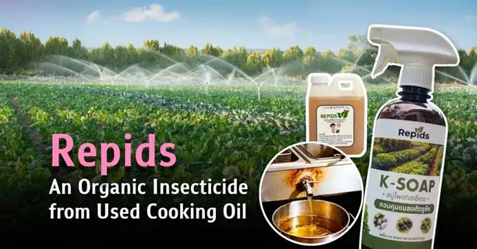 Repids: Turning Used Cooking Oil into Organic Insecticide - A Community Innovation from Chulalongkorn University
