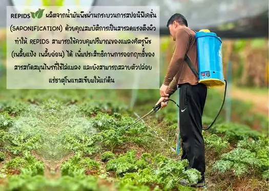 Repids: Turning Used Cooking Oil into Organic Insecticide - A Community Innovation from Chulalongkorn University