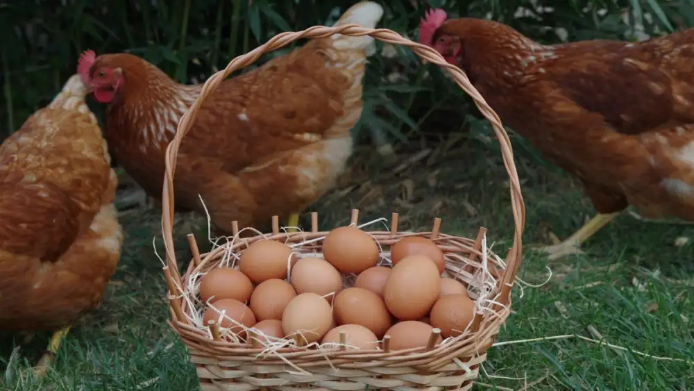 ไข่ไก่อารมณ์ดี กำลังเป็นกระแส แล้วรู้หรือไม่แม่ไก่มีชีวิตอย่างไร?