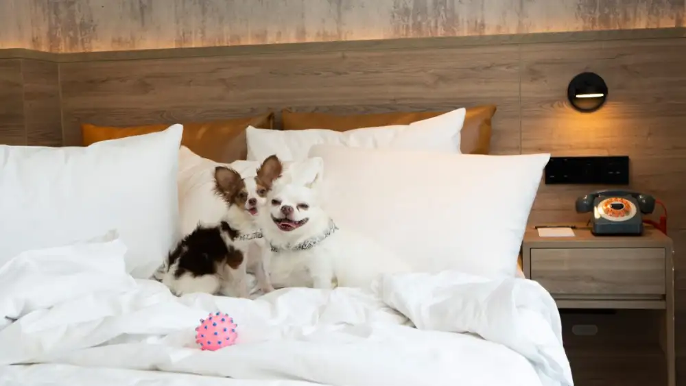 MARRIOTT BONVOY INVITES PET PARENTS AND THEIR FURRY COMPANIONS TO ENJOY PURR-FECT PET-FRIENDLY ESCAPES IN THAILAND