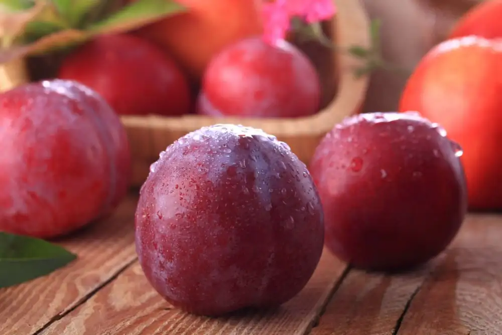 A Sweet Summer Harvest of Plums