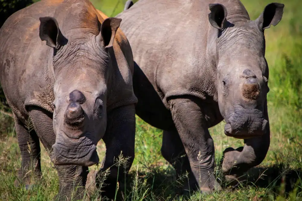 Anantara Stanley & Livingstone Celebrates the Arrival of White Rhino for World Rhino Day