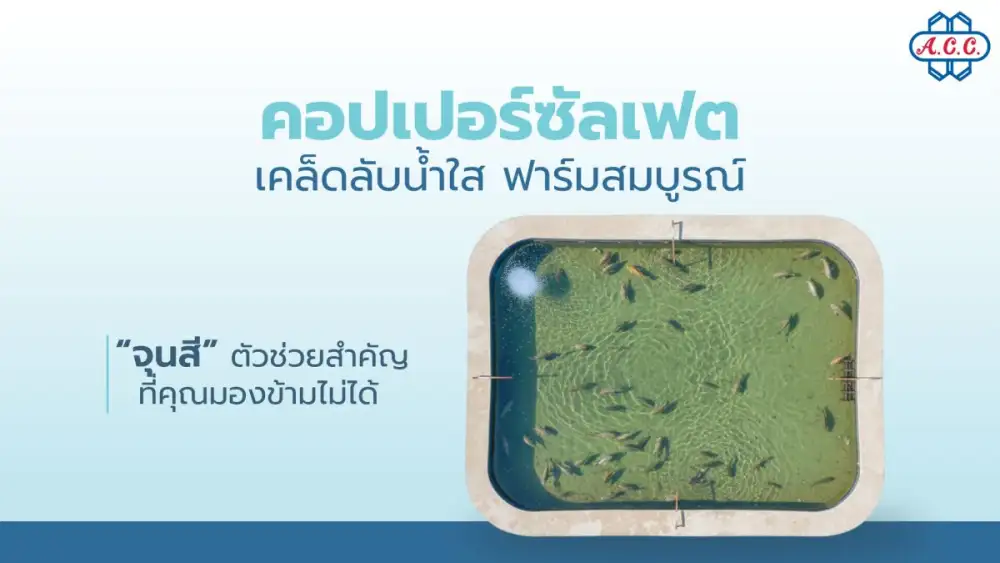 ทำความรู้จัก คอปเปอร์ซัลเฟต หัวใจสำคัญในการคุมคุณภาพน้ำและฟาร์มสัตว์น้ำยั่งยืน